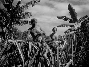 campesinos