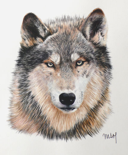 Retrato de Lobo (nº 6)