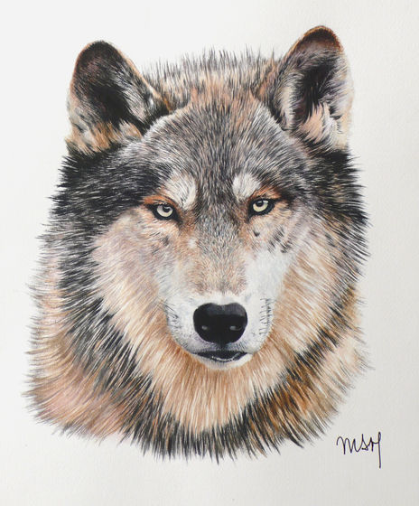 Retrato de Lobo (nº 6)