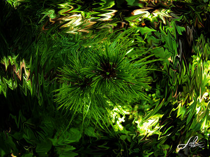 Licuate nature