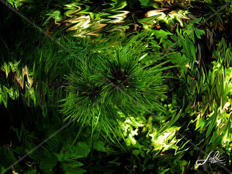 Licuate nature
