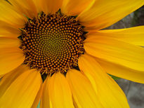 Girasol