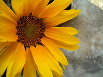 Girasol