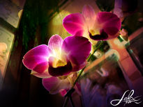 Enlighted orchids