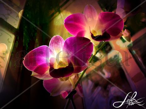 Enlighted orchids