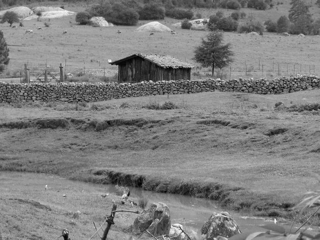 paisaje campestre Naturaleza Blanco y Negro (Digital)