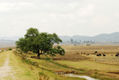 Arbol en el sendero