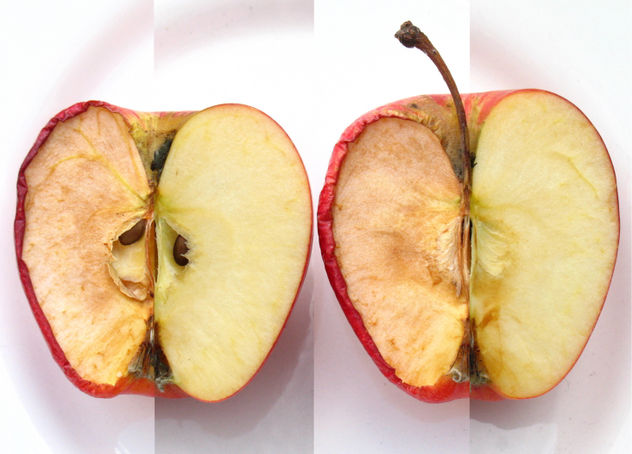 Fruto Paradójico.- Edición limitada de 20