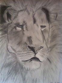 African lion