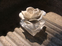 Rosa Blanca