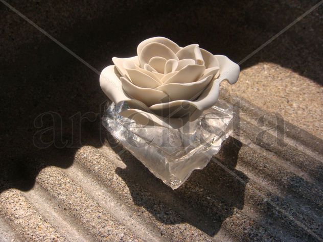 Rosa Blanca