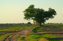 Sendero al atardecer