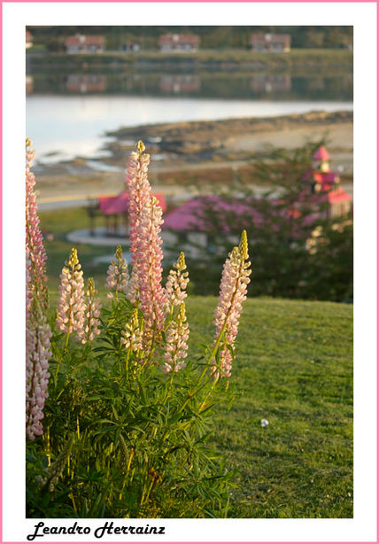 Lupinos