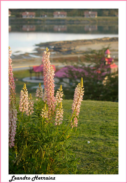 Lupinos