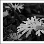 flores thumbnail 1