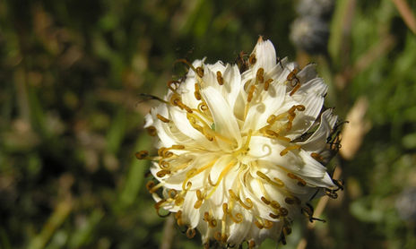 flores