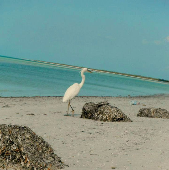 Garza Blanca Naturaleza Técnicas alternativas