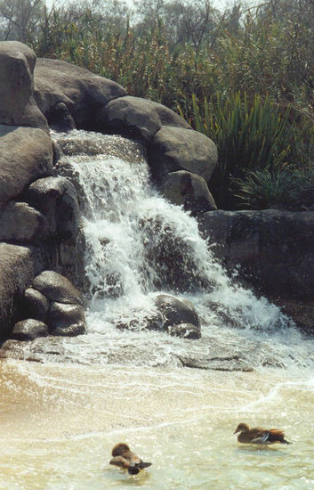 Patos Nature Color (Manual)