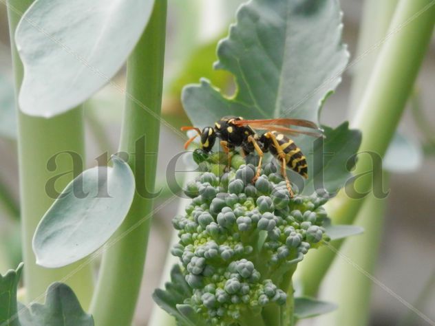 Avispa polonisando un brocoli