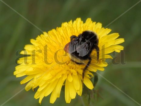 Abejorro/ Bumblebee