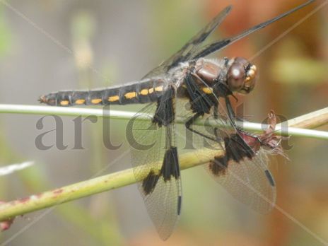 Libelula Manchitas