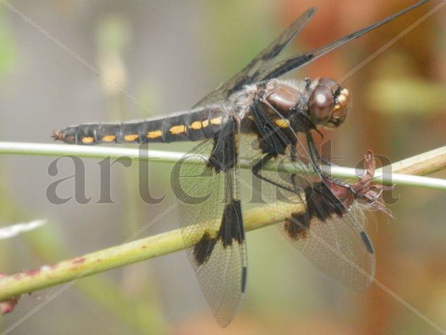 Libelula Manchitas