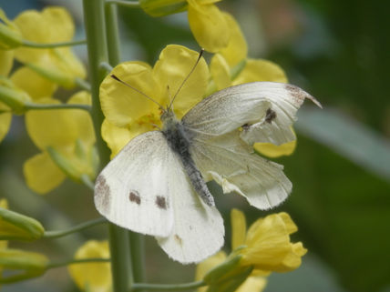 Mariposita de...