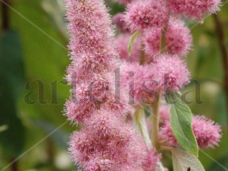 Flor Silvestre de...