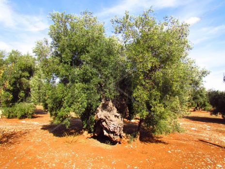 Ulivo