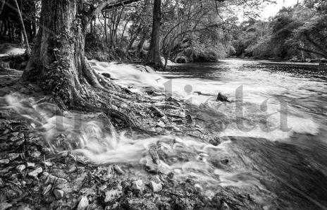 Roots