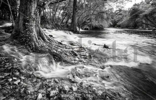 Roots