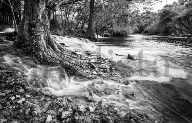 Roots Nature Black and White (Digital)