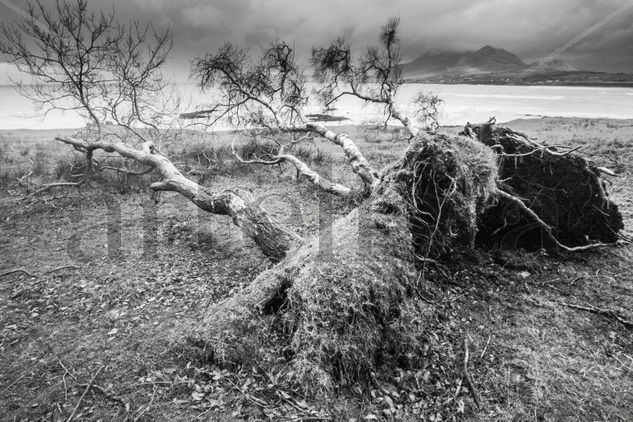 Fallen Viajes Blanco y Negro (Digital)