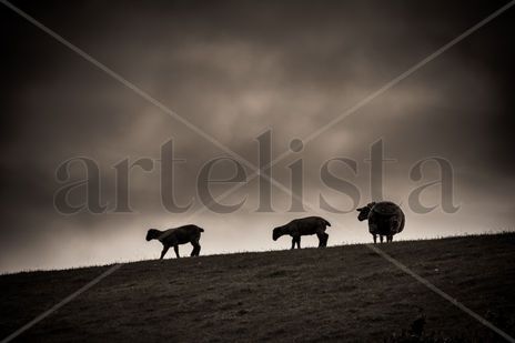 Three little sheeps