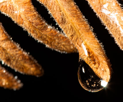 Water drop