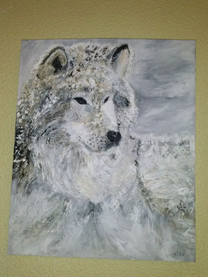 Canada wolf