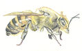 Abeja