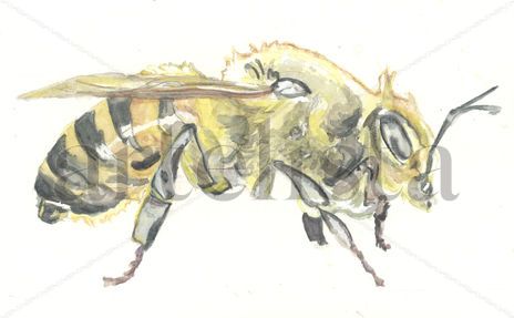 Abeja