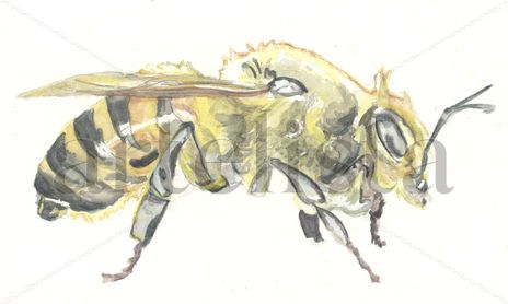 Insectos