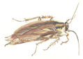 Cucaracha