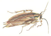 Cucaracha