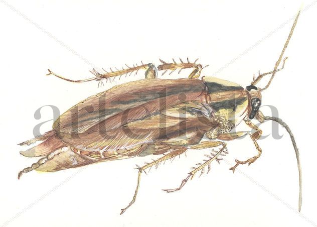 Cucaracha
