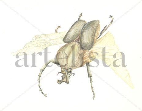 Escarabajo