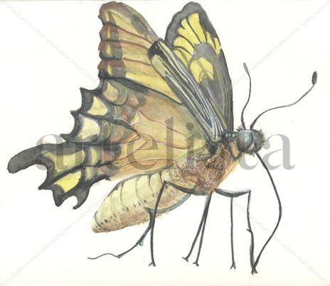 Mariposa