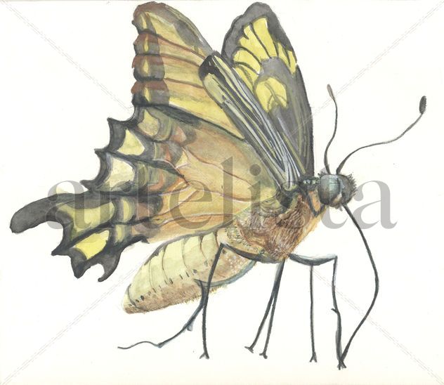 Mariposa