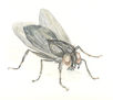 Mosca