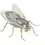 Insectos thumbnail 2
