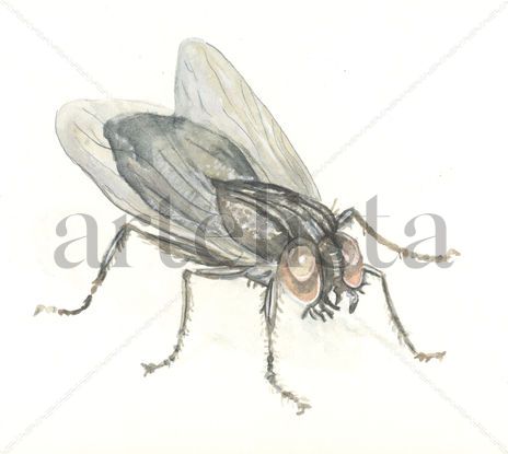 Mosca