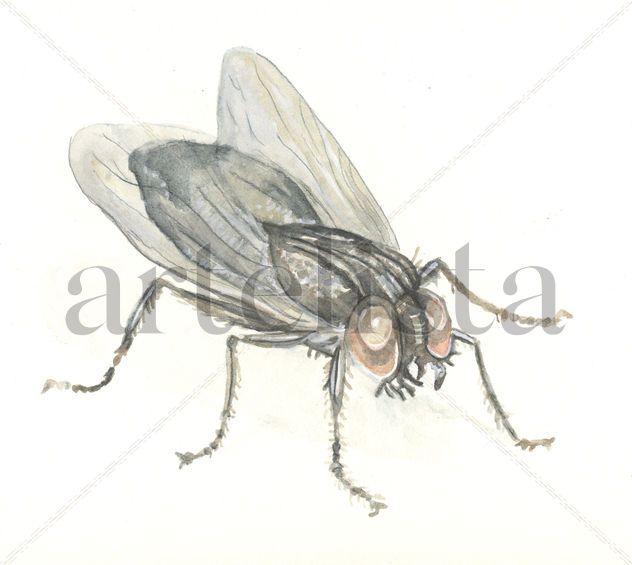 Mosca