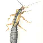 Insectos thumbnail 1